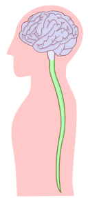Información General Dolor Neuropático
